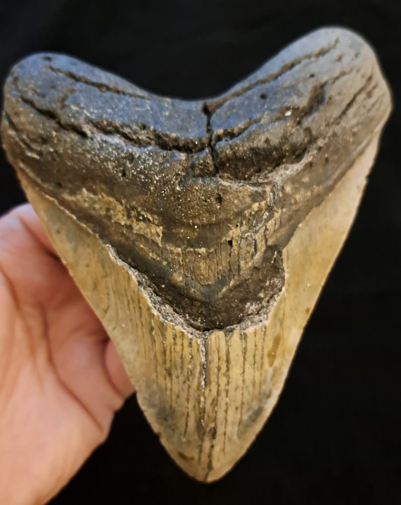 巨齿鲨 - 牙齿化石 - very heavy robust Carcharocles (Otodus) megalodon - 14 cm - 11.5 cm #1.1
