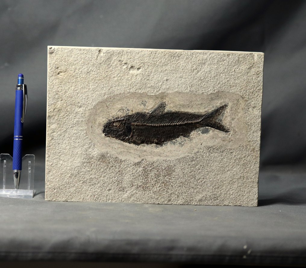 Außergewöhnlicher fossiler Fisch – Museumsqualität – sichtbare Schuppen - Tierfossil - Knightia eocena ( 14.5 cm !!!! ) - 25 cm - 18.3 cm #1.1