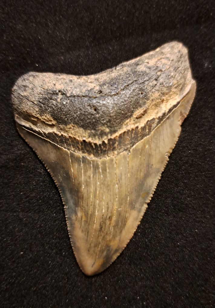 Megalodón - Diente fósil - USA MEGALODON TOOTH - 6.7 cm - 4.7 cm #1.1