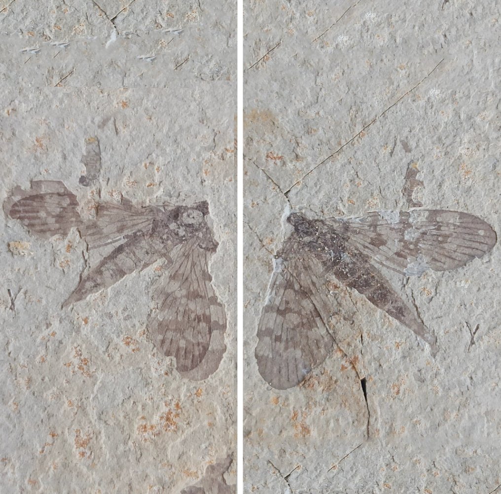 Hermosa matriz de pareja - Animal fosilizado - kalligrammatids-"Jurassic butterfly" - 15 cm - 8 cm #1.1