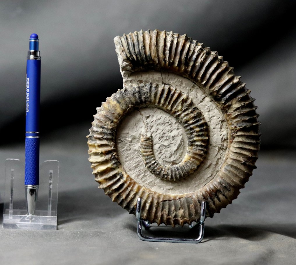 巨大而杰出 - 动物化石 - Aegorioceras raricostatus - 15 cm #1.2