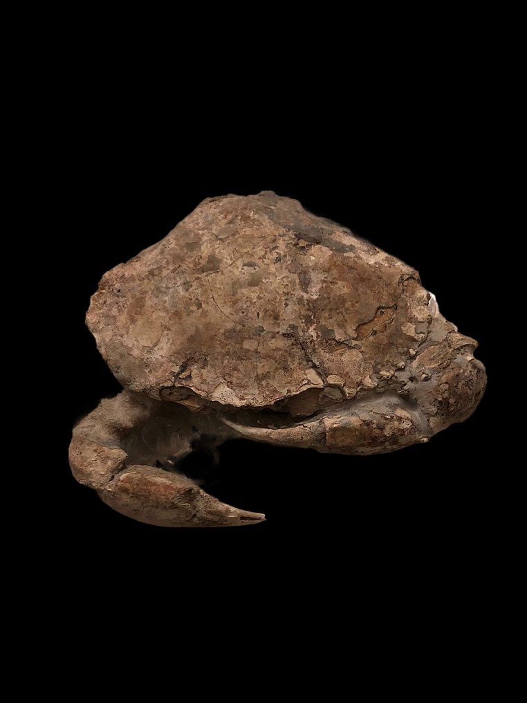 Καβούρι μαγκρόβιο - Απολιθωμένο ζώο - Yangjiang Yashao - 10 cm - 9 cm #1.2