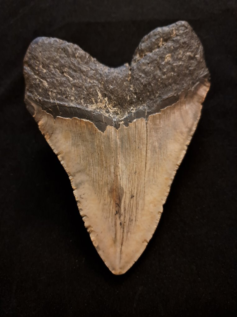 巨齿鲨 - 牙齿化石 - large robust Carcharocles (Otodus) megalodon - 13.2 cm - 9.5 cm #2.1