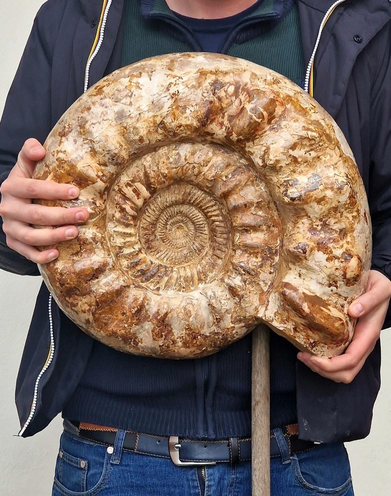 Ammoniitti - Kivettynyt simpukka - 43 cm #1.1