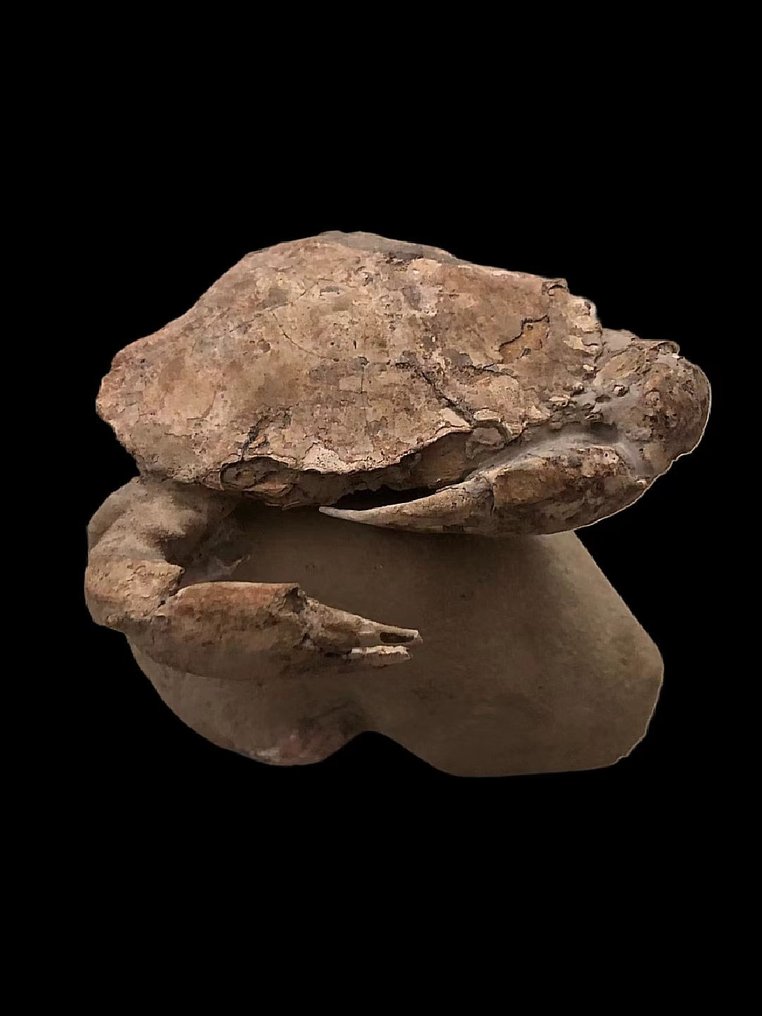 Mangrove krabbe - Fossile dyr - Yangjiang Yashao - 10 cm - 9 cm #1.1