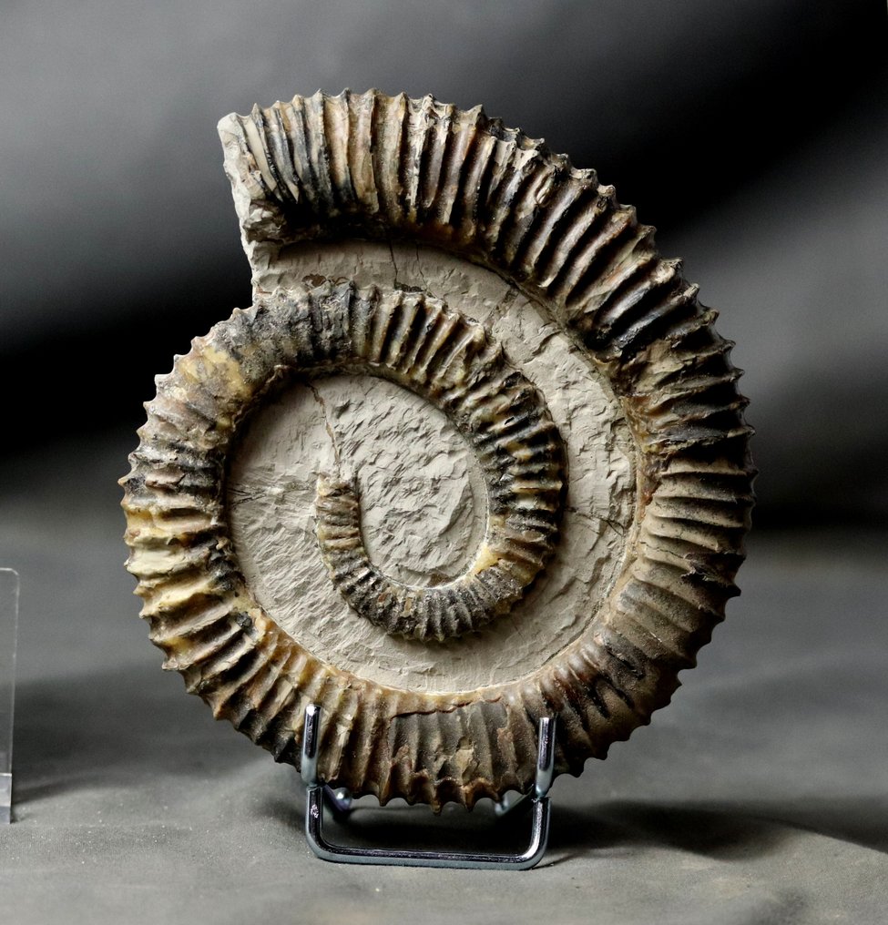 巨大而杰出 - 动物化石 - Aegorioceras raricostatus - 15 cm #1.1