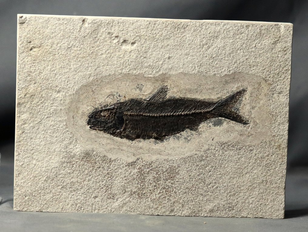 Außergewöhnlicher fossiler Fisch – Museumsqualität – sichtbare Schuppen - Tierfossil - Knightia eocena ( 14.5 cm !!!! ) - 25 cm - 18.3 cm #2.1