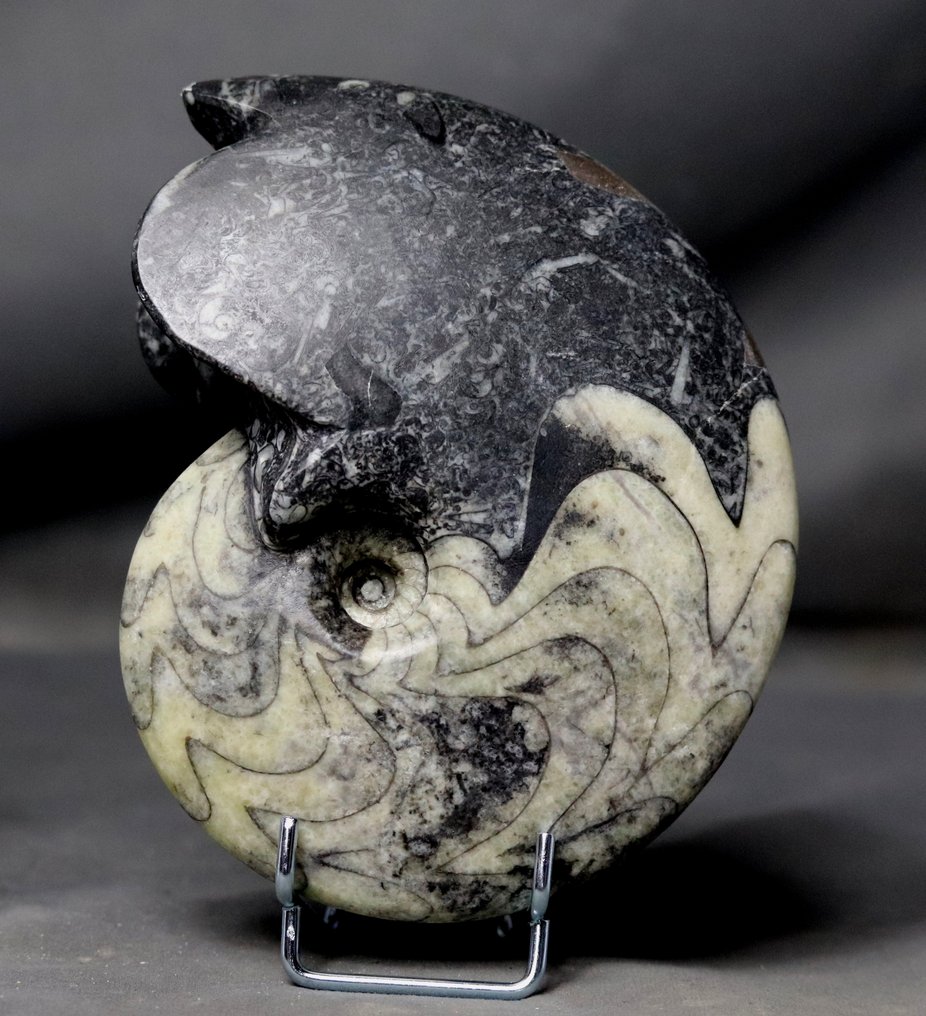 Ammonite - Animal fossilisé - Carinoceras galeatum - 17 cm #1.2