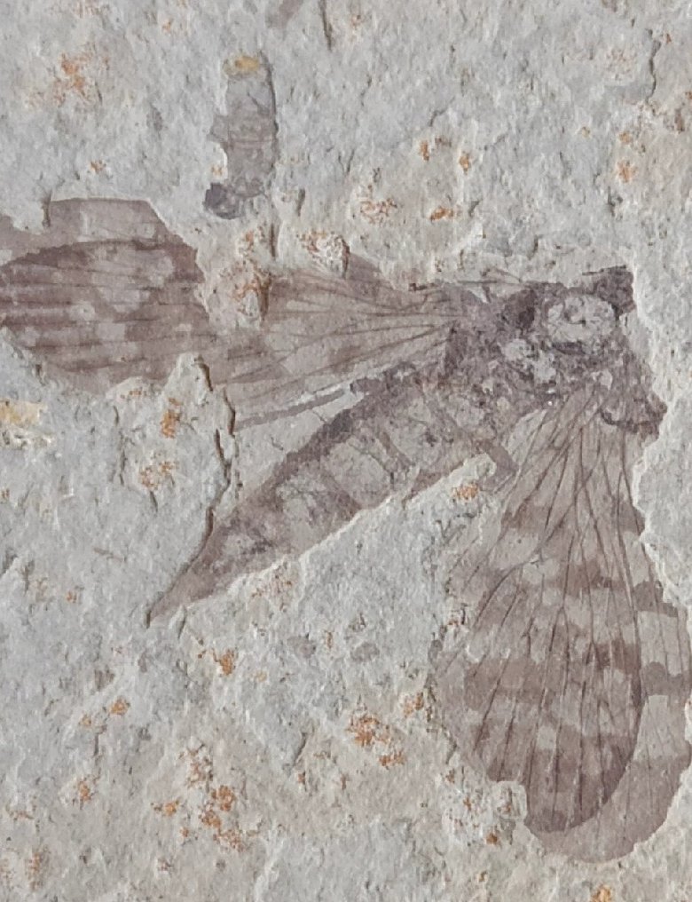 Hermosa matriz de pareja - Animal fosilizado - kalligrammatids-"Jurassic butterfly" - 15 cm - 8 cm #2.1
