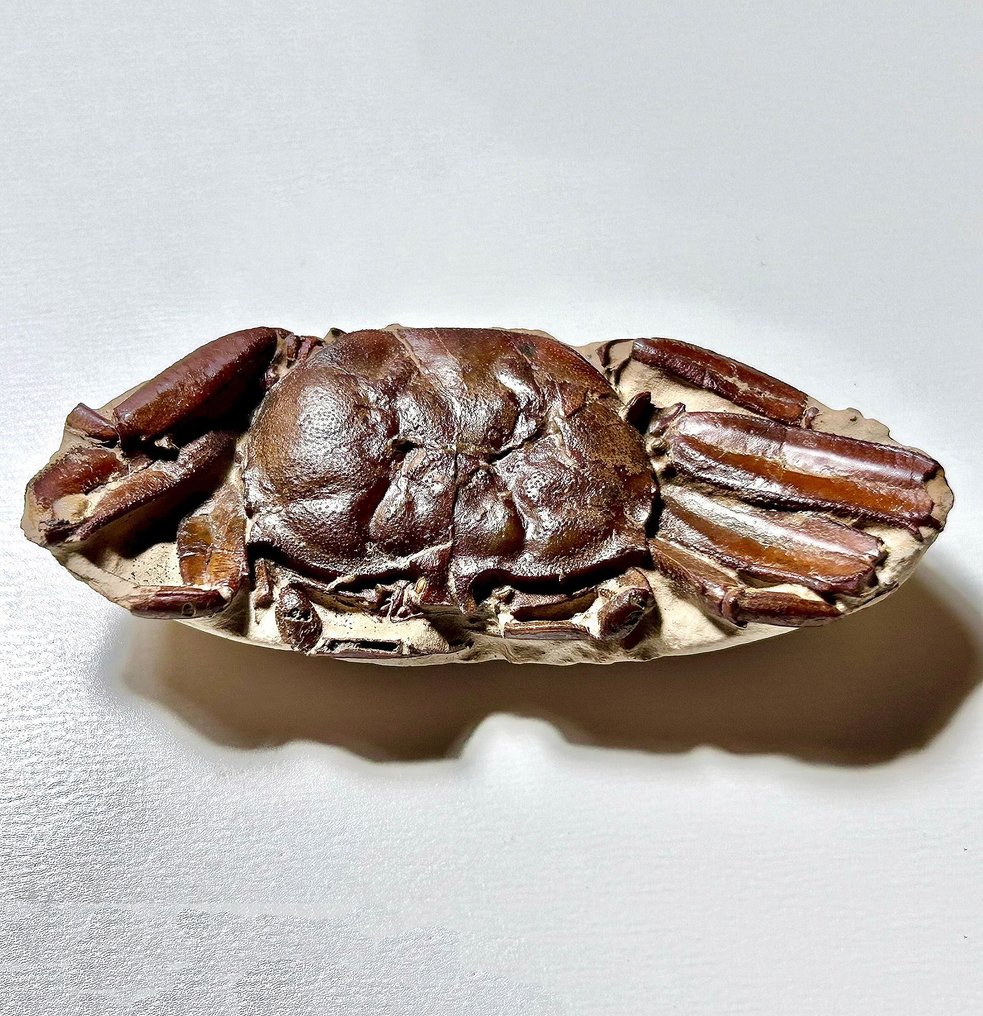Caranguejo - Animal fossilizado - Galene bispinosa-Yangjiang - 9 cm #1.1