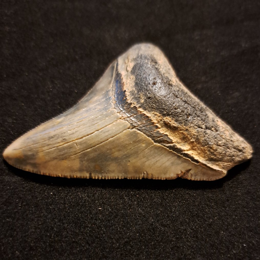 Megalodón - Diente fósil - USA MEGALODON TOOTH - 6.7 cm - 4.7 cm #1.3