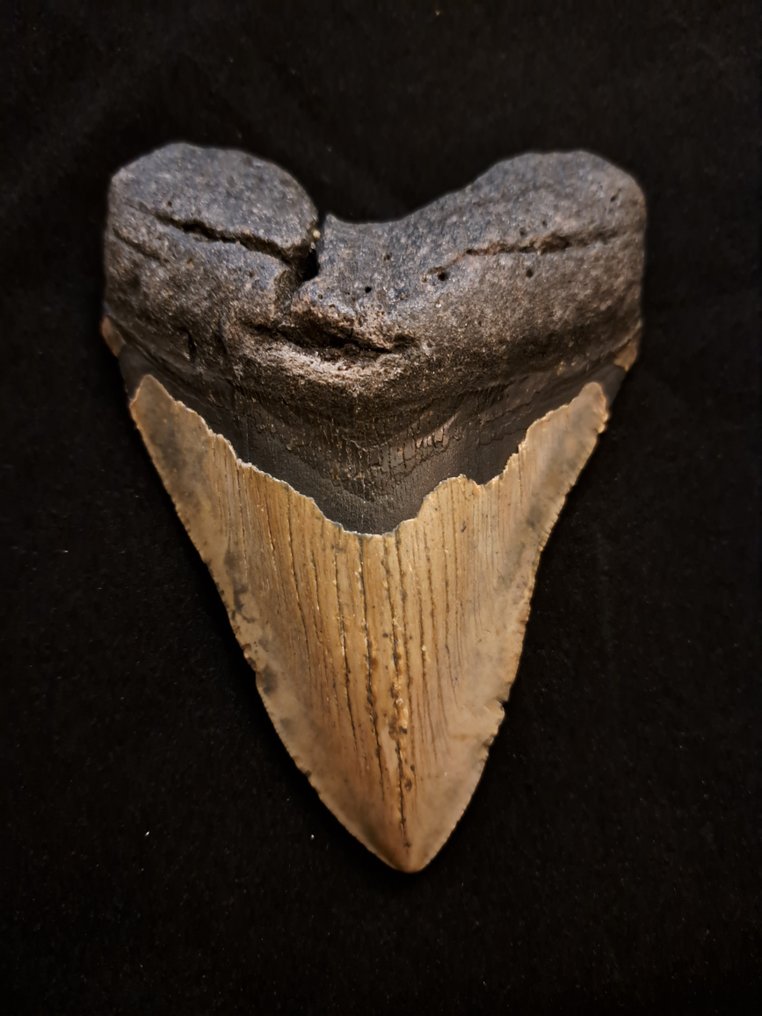 巨齿鲨 - 牙齿化石 - large robust Carcharocles (Otodus) megalodon - 13.2 cm - 9.5 cm #1.1