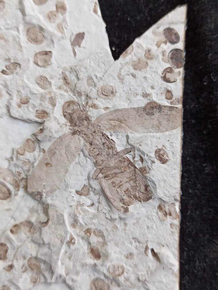 Frumoasă matrice de pereche - Animale fosilizate - Archimylacris - 21 cm - 12 cm #2.1