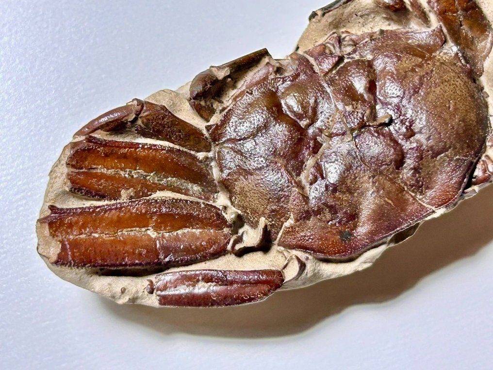 Caranguejo - Animal fossilizado - Galene bispinosa-Yangjiang - 9 cm #2.1