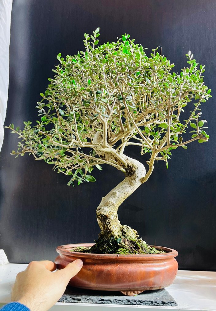 Olivenbonsai (Olea europaea) - Höhe (Baum): 60 cm - Tiefe (Baum): 50 cm - Italien #3.1