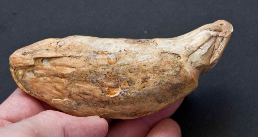 洞穴熊 - 象牙化石 - Ursus spelaeus - 100 mm - 38 mm #1.1