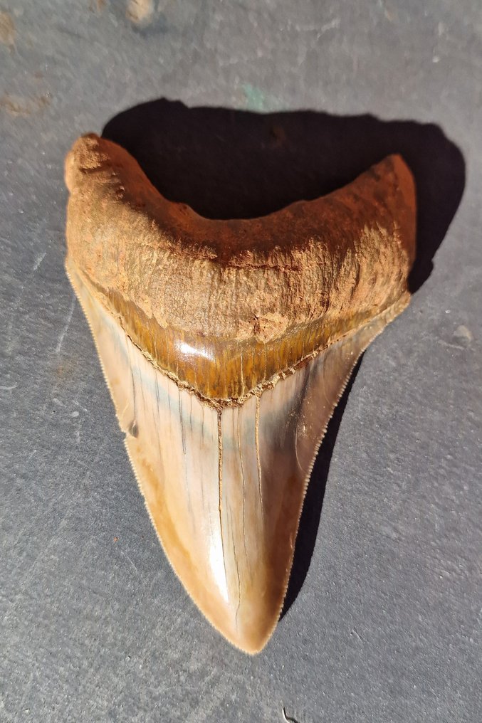 Megalodon - Fossiele tand - 12 cm - 7.8 cm #1.1