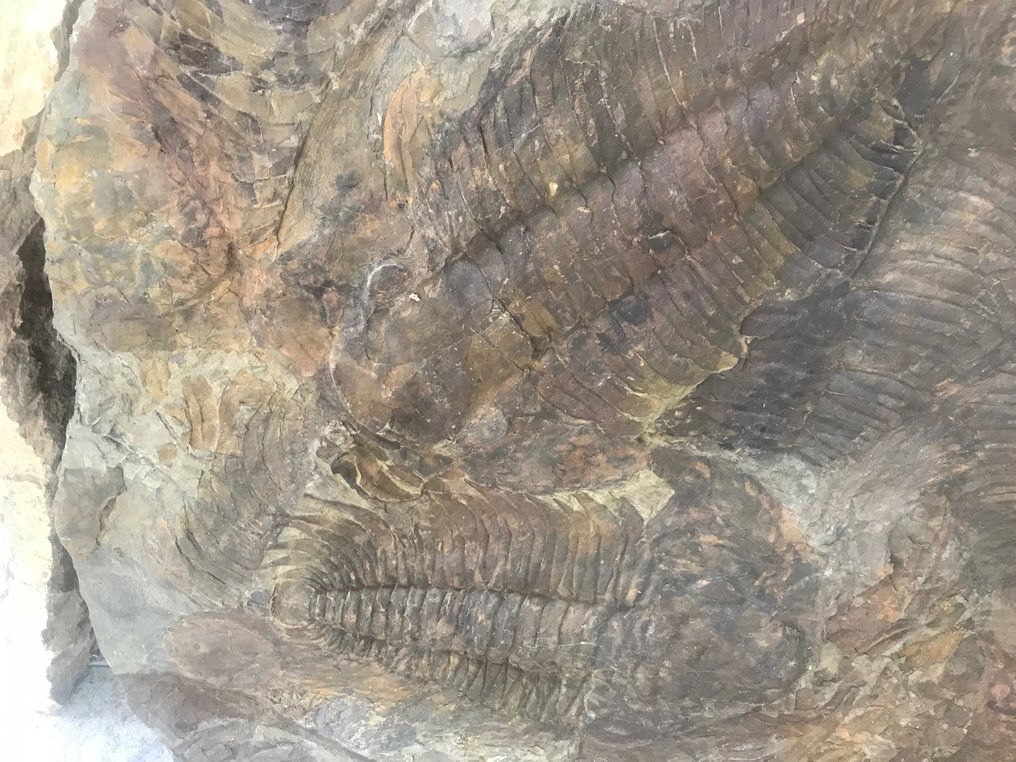 Trilobiet - Fossiele matrix - Acadoparadoxides - 78 cm - 106 cm #2.1