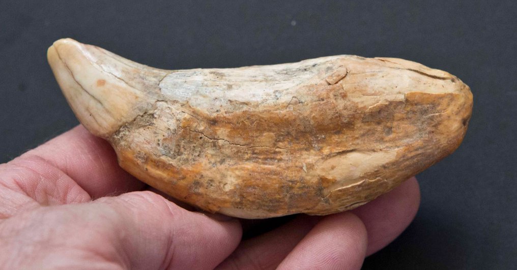 洞穴熊 - 象牙化石 - Ursus spelaeus - 100 mm - 38 mm #2.1