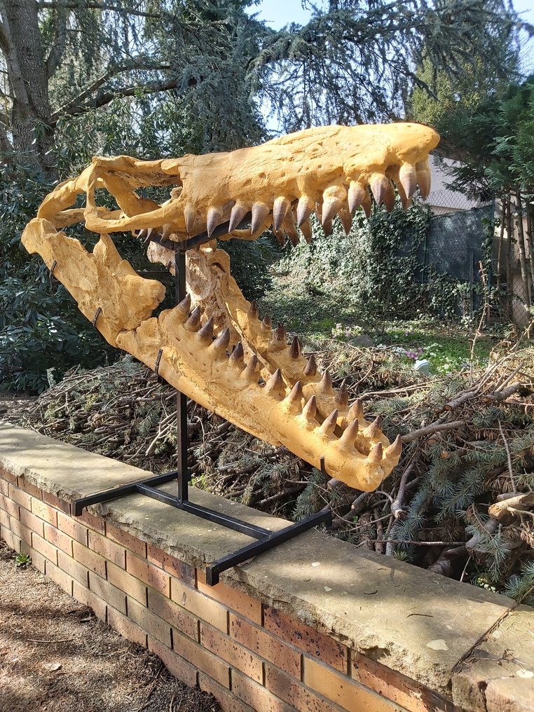 Marine krybdyr - Fossilt kranium - Mosasaurus sp. - 115 cm - 44 cm #1.1