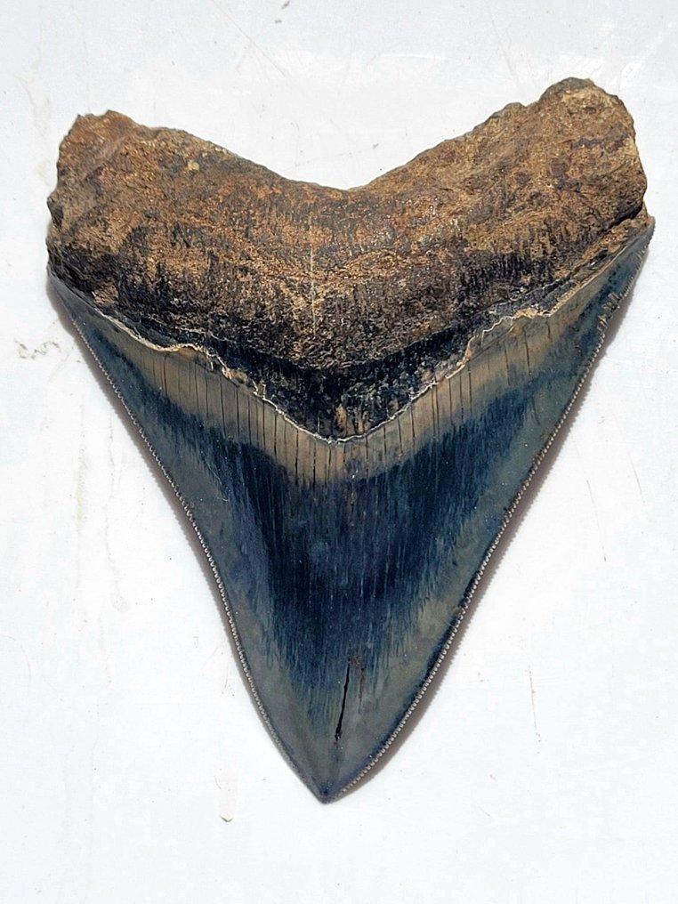 Megalodon - Fossil tand - 10.7 cm - 8.4 cm #1.1
