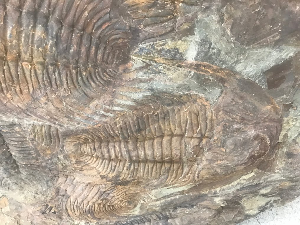 Trilobiet - Fossiele matrix - Acadoparadoxides - 78 cm - 106 cm #2.2
