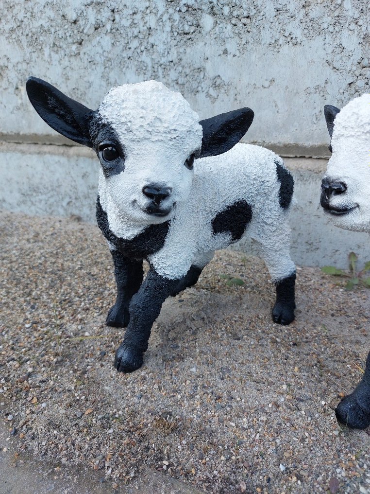 Statue, set of 2 lambs (Romeldale) - 28 cm - Polyresin #3.1