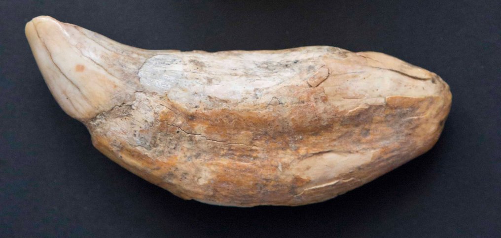 洞穴熊 - 象牙化石 - Ursus spelaeus - 100 mm - 38 mm #3.1