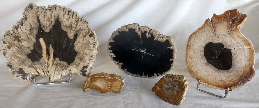 lemn pietrificat - Lemn fosilizat   (Fără preț de rezervă) #2.1