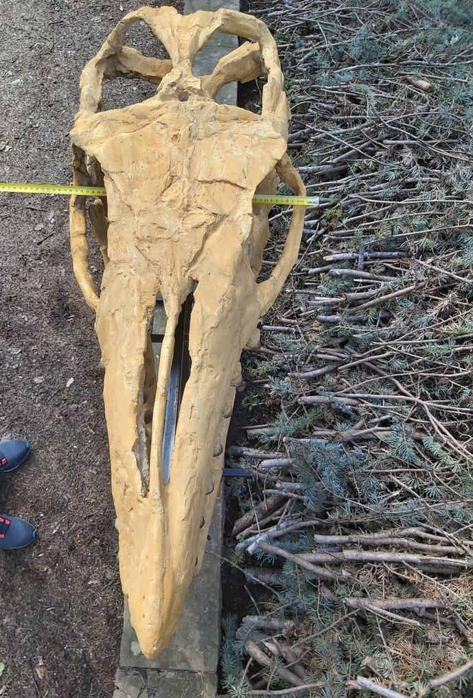 Marine krybdyr - Fossilt kranium - Mosasaurus sp. - 115 cm - 44 cm #2.1