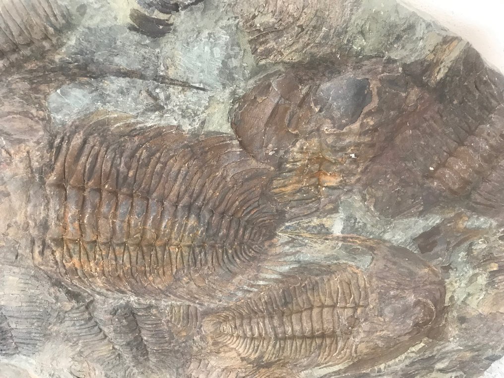 Trilobiet - Fossiele matrix - Acadoparadoxides - 78 cm - 106 cm #3.2
