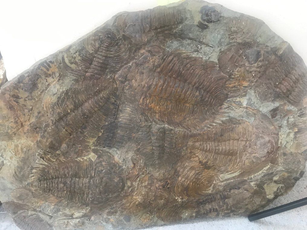 Trilobiet - Fossiele matrix - Acadoparadoxides - 78 cm - 106 cm #1.1