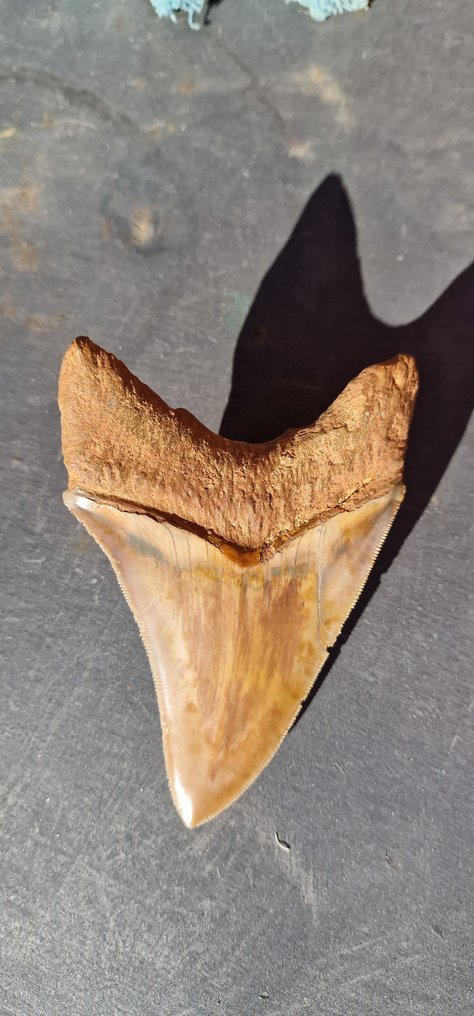 Megalodon - Fossiler Zahn - 12 cm - 7.8 cm #2.1