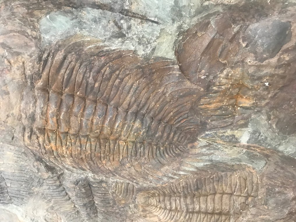 Trilobiet - Fossiele matrix - Acadoparadoxides - 78 cm - 106 cm #3.1