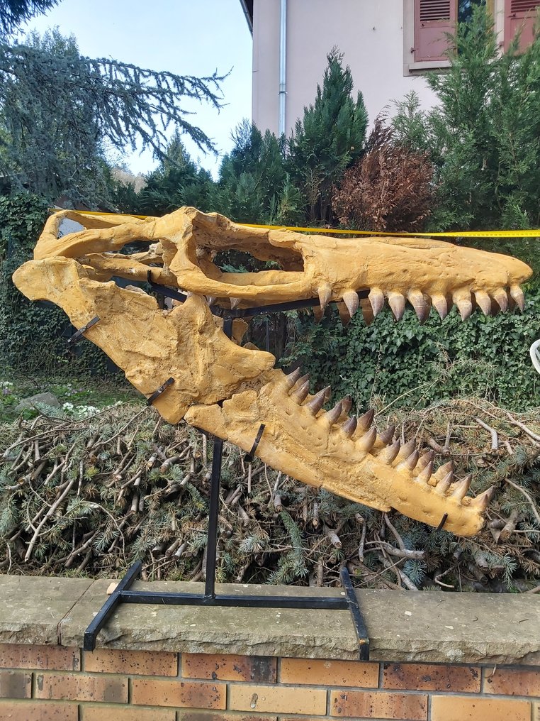 Marine krybdyr - Fossilt kranium - Mosasaurus sp. - 115 cm - 44 cm #1.2