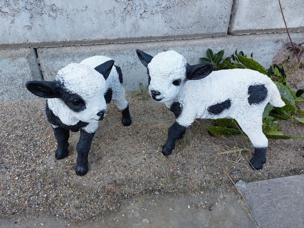 Statue, set of 2 lambs (Romeldale) - 28 cm - Polyresin #3.3