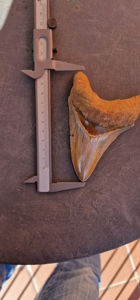 Megalodon - Fossiler Zahn - 12 cm - 7.8 cm #2.2