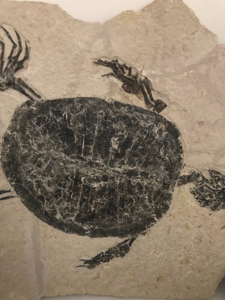 Fosilă uimitoare de țestoasă-Testoasa mare-Manchurochelys - Animale fosilizate - 47 cm #1.2
