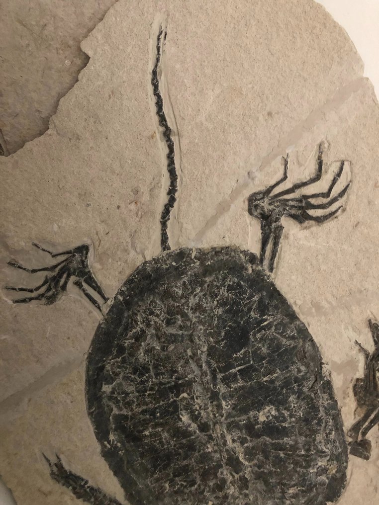 Fantastisk skildpadde fossil-Stor skildpadde-Manchurochelys - Forstenet dyr - 47 cm #2.1