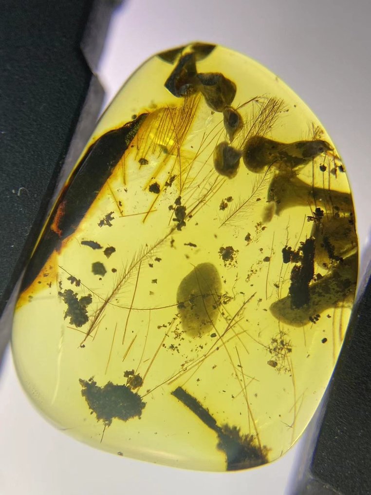 琥珀 - feather in amber - 17.3 mm - 13.3 mm #1.2