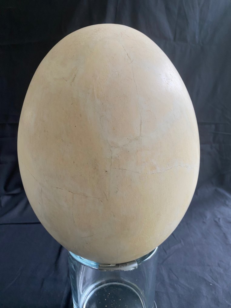 Norsulintu - Fossiilinen muna - Aepyornithiformes - 32 cm #1.1
