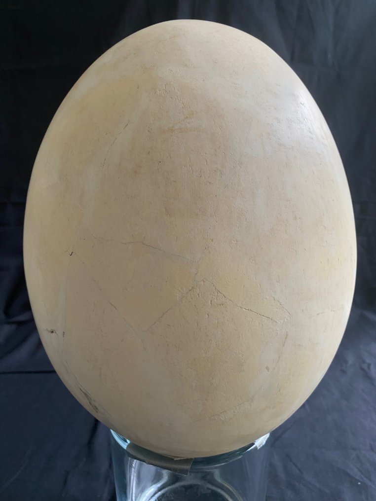 Norsulintu - Fossiilinen muna - Aepyornithiformes - 32 cm #1.2