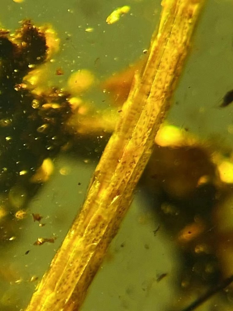 Amber - Κεχριμπάρι - lizard tail - 34 mm - 21 mm #2.1