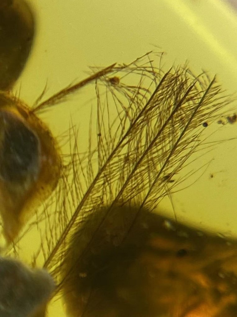 琥珀 - feather in amber - 17.3 mm - 13.3 mm #1.1