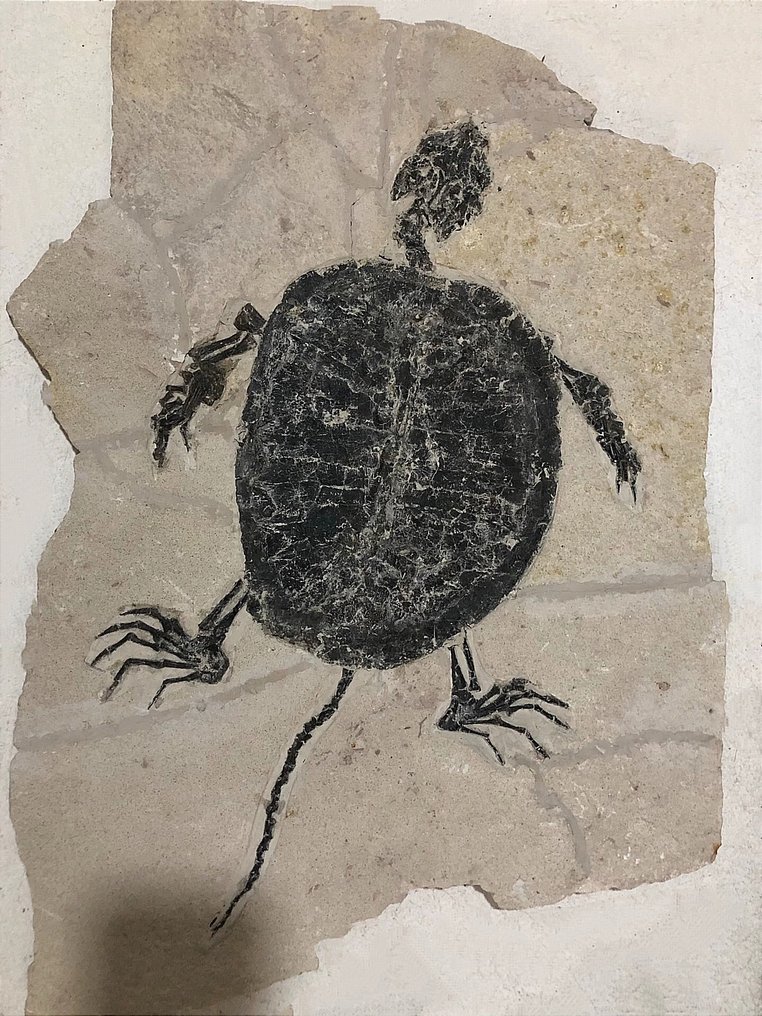 Fosilă uimitoare de țestoasă-Testoasa mare-Manchurochelys - Animale fosilizate - 47 cm #1.1