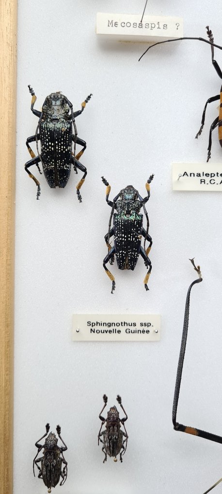 Beetles World Cerambycidae collection (50X40 cm) with rare Indian sp.  - 西洋鏡 Beetles  sp  - with full data and determination information - 1970-1980 #2.1