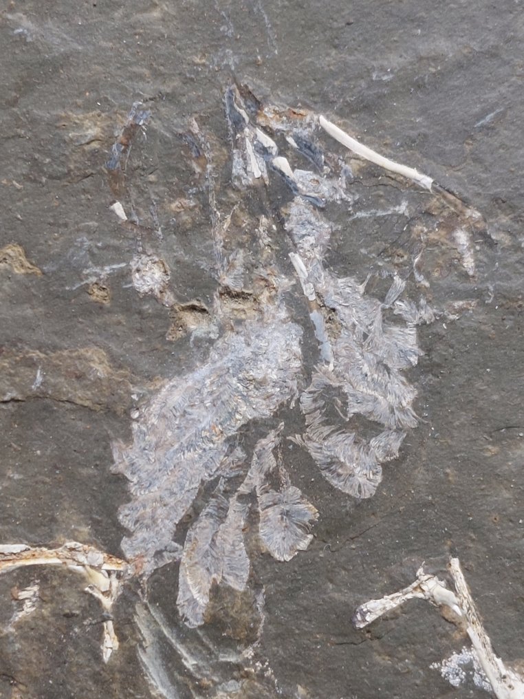 Very nice rare Permian amphibian - Fossil plate matrix - 160 mm - 112 mm  (No Reserve Price) #2.1