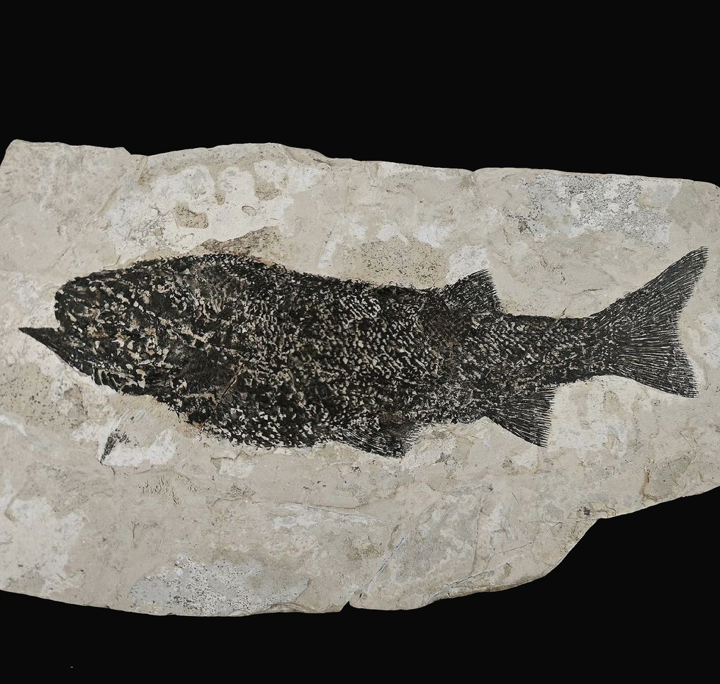 Edizione da collezione di qualità museale - Animale fossilizzato - Asialepidotus shingyiensis - 26 cm #1.1