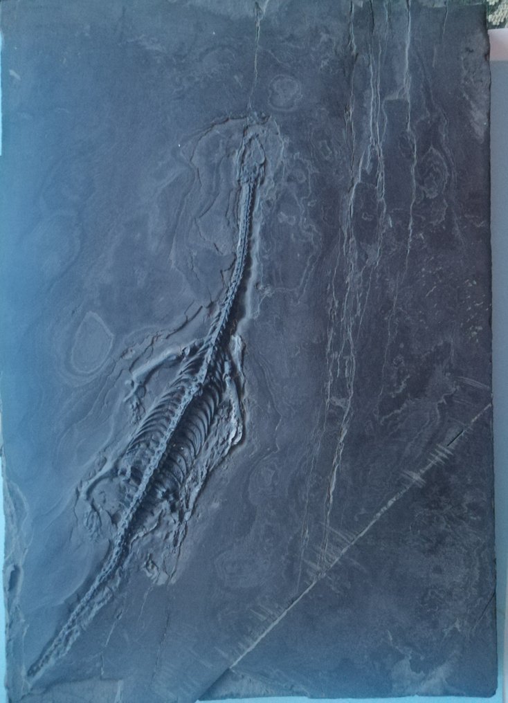 Keichousaurus SP., - Animal fossilisé - 28 cm - 27 cm #1.1