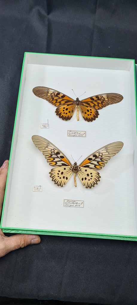 African Giant Swallowtails  from R.C.A -collection (39X26 cm) -  - 立体透视模型 Papilio antimachus  -  male - 1970-1980 #2.1